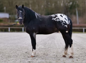 Appaloosa, Caballo castrado, 3 años, 155 cm, Negro