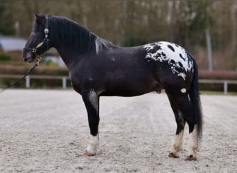 Appaloosa, Caballo castrado, 3 años, 155 cm, Negro