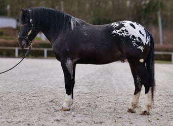 Appaloosa, Caballo castrado, 3 años, 155 cm, Negro