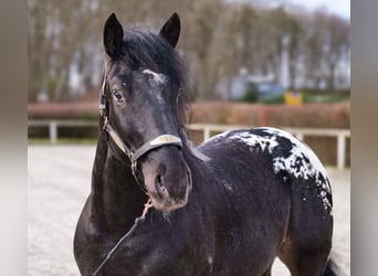 Appaloosa, Caballo castrado, 3 años, 155 cm, Negro