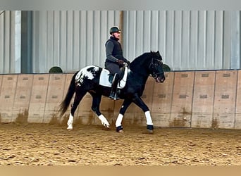 Appaloosa, Caballo castrado, 3 años, 155 cm, Negro