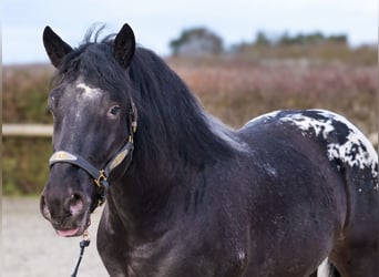 Appaloosa, Caballo castrado, 3 años, 155 cm, Negro