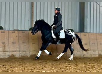 Appaloosa, Caballo castrado, 3 años, 155 cm, Negro