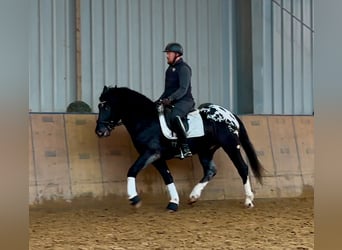 Appaloosa, Caballo castrado, 3 años, 155 cm, Negro