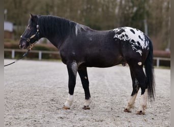 Appaloosa, Caballo castrado, 3 años, 155 cm, Negro