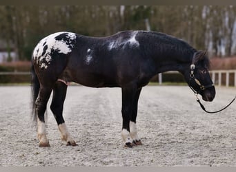 Appaloosa, Caballo castrado, 3 años, 155 cm, Negro