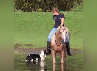 Appaloosa, Caballo castrado, 3 años, 155 cm, Palomino