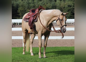 Appaloosa, Caballo castrado, 3 años, 155 cm, Palomino