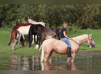 Appaloosa, Caballo castrado, 3 años, 155 cm, Palomino