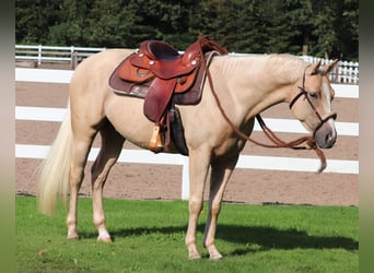 Appaloosa, Caballo castrado, 3 años, 155 cm, Palomino