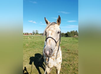 Appaloosa, Caballo castrado, 3 años, 156 cm, Buckskin/Bayo