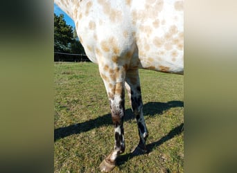 Appaloosa, Caballo castrado, 3 años, 156 cm, Buckskin/Bayo