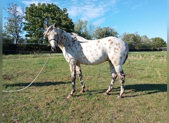 Appaloosa, Caballo castrado, 3 años, 156 cm, Buckskin/Bayo