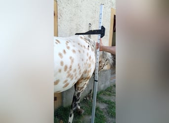 Appaloosa, Caballo castrado, 3 años, 156 cm, Buckskin/Bayo