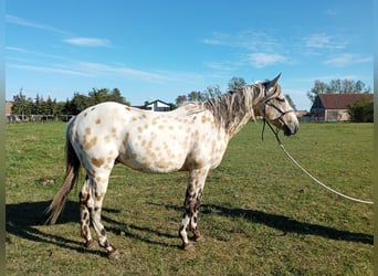 Appaloosa, Caballo castrado, 3 años, 156 cm, Buckskin/Bayo