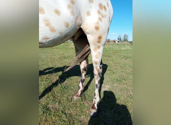 Appaloosa, Caballo castrado, 3 años, 156 cm, Buckskin/Bayo