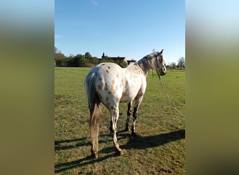 Appaloosa, Caballo castrado, 3 años, 156 cm