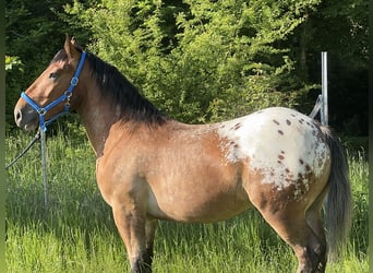 Appaloosa, Caballo castrado, 3 años, 157 cm, Atigrado/Moteado