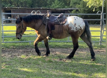 Appaloosa, Caballo castrado, 3 años, 157 cm, Atigrado/Moteado