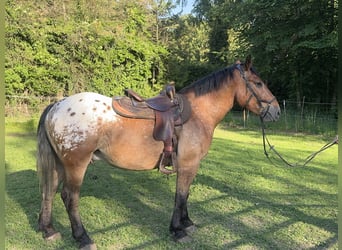 Appaloosa, Caballo castrado, 3 años, 157 cm, Atigrado/Moteado