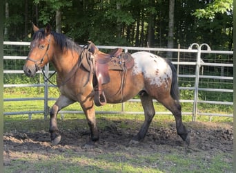 Appaloosa, Caballo castrado, 3 años, 157 cm, Atigrado/Moteado