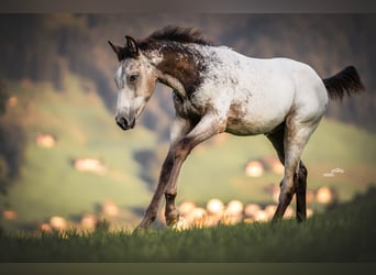 Appaloosa, Caballo castrado, 3 años, 158 cm, Buckskin/Bayo