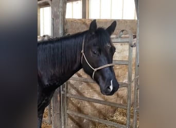 Appaloosa, Caballo castrado, 3 años, 158 cm, Negro