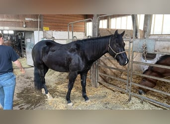 Appaloosa, Caballo castrado, 3 años, 158 cm, Negro