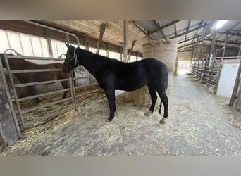 Appaloosa, Caballo castrado, 3 años, 158 cm, Negro