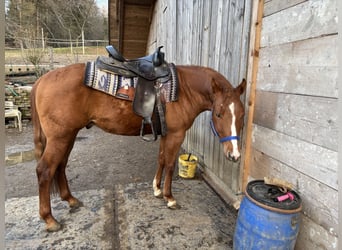 Appaloosa, Caballo castrado, 3 años, Alazán rojizo