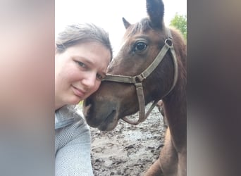 Appaloosa, Caballo castrado, 3 años, Atigrado/Moteado