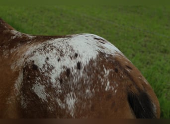 Appaloosa, Caballo castrado, 3 años, Atigrado/Moteado