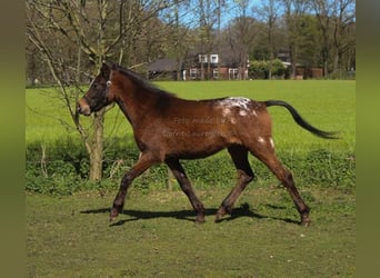 Appaloosa, Caballo castrado, 3 años, Atigrado/Moteado