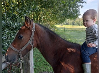 Appaloosa, Caballo castrado, 3 años, Atigrado/Moteado