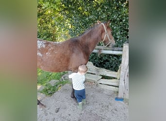 Appaloosa, Caballo castrado, 3 años, Atigrado/Moteado