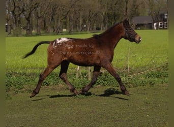 Appaloosa, Caballo castrado, 3 años, Atigrado/Moteado