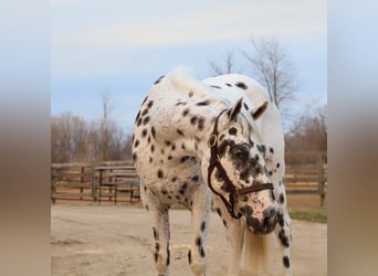 Appaloosa, Caballo castrado, 3 años, Atigrado/Moteado