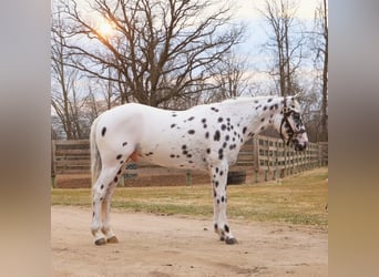 Appaloosa, Caballo castrado, 3 años, Atigrado/Moteado