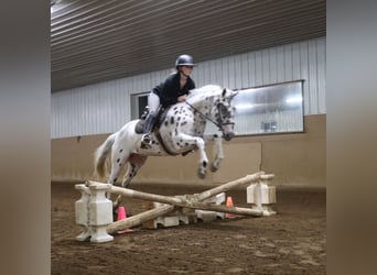 Appaloosa, Caballo castrado, 3 años, Atigrado/Moteado