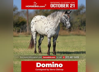 Appaloosa, Caballo castrado, 4 años, 132 cm