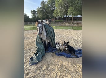 Appaloosa, Caballo castrado, 4 años, 132 cm