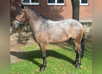 Appaloosa, Caballo castrado, 4 años, 142 cm, Musgo marrón