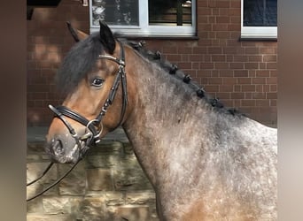 Appaloosa, Caballo castrado, 4 años, 142 cm, Musgo marrón