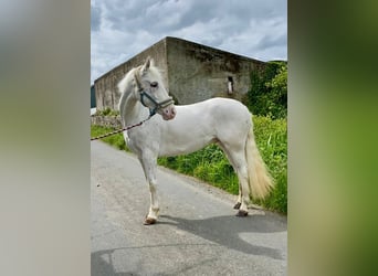 Appaloosa, Caballo castrado, 4 años, 147 cm, Atigrado/Moteado