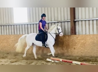 Appaloosa, Caballo castrado, 4 años, 147 cm, Atigrado/Moteado