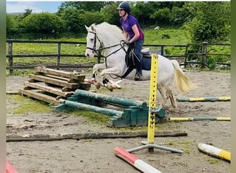 Appaloosa, Caballo castrado, 4 años, 147 cm, Atigrado/Moteado