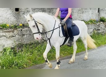 Appaloosa, Caballo castrado, 4 años, 147 cm, Atigrado/Moteado