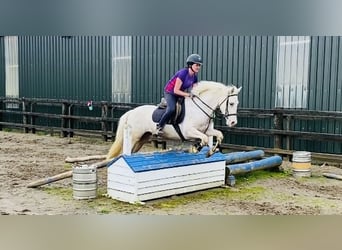 Appaloosa, Caballo castrado, 4 años, 147 cm, Atigrado/Moteado