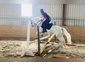 Appaloosa, Caballo castrado, 4 años, 147 cm, Atigrado/Moteado