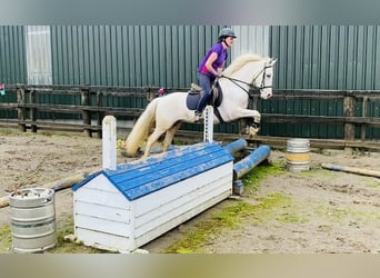 Appaloosa, Caballo castrado, 4 años, 147 cm, Atigrado/Moteado